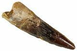 Fossil Spinosaurus Tooth - Real Dinosaur Tooth #354796-1